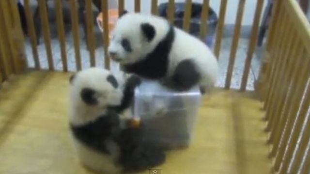 News video: Wrestling Baby Pandas