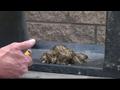 News video: Cotton from trees increase fire danger